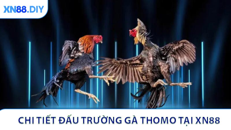 Khám phá đấu trường gà Thomo hàng đầu Campuchia