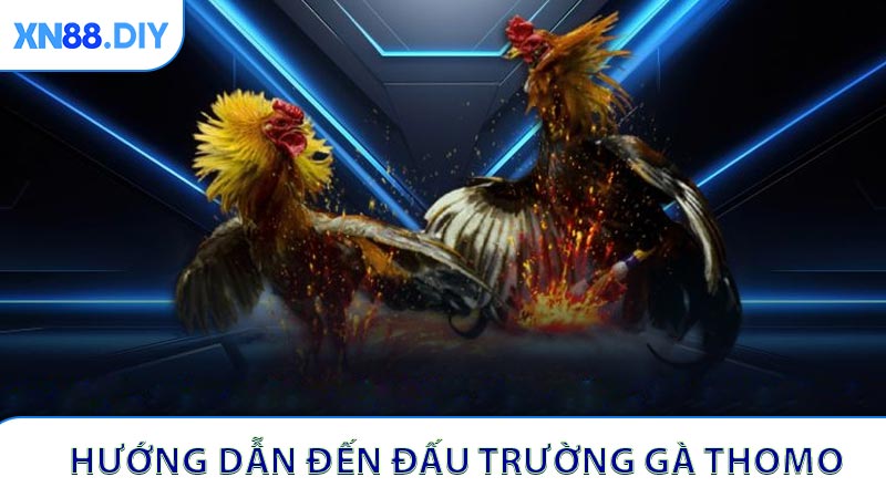 Hướng dẫn đường đến đấu trường gà Thomo nhanh chóng
