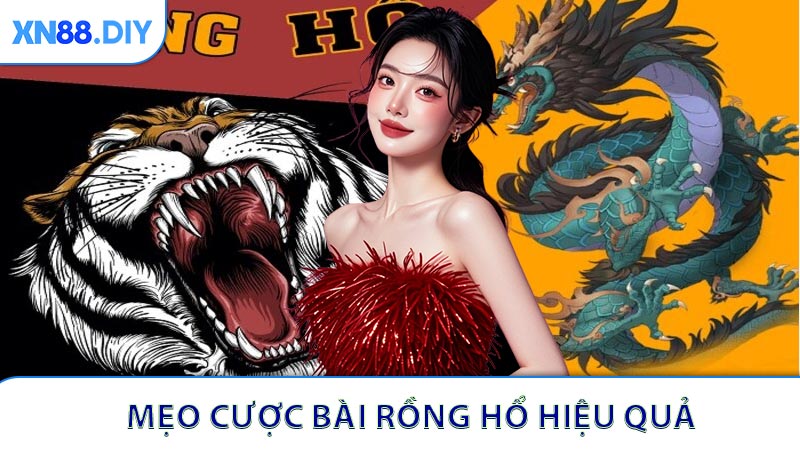 Mẹo cược bài rồng hổ hiệu quả cho anh em tân thủ