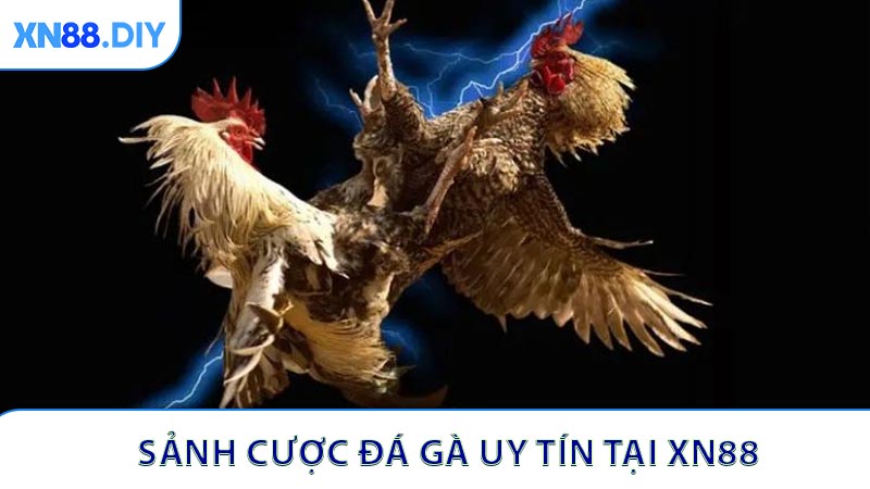 Sảnh Cược Đá Gà Uy Tín - Những Yếu Tố Cần Biết