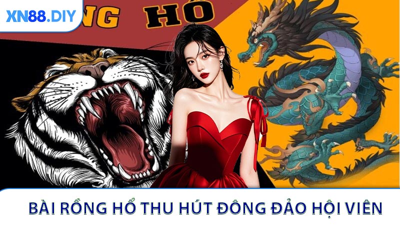 Vì sao bài rồng hổ thu hút đông đảo hội viên