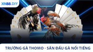 Trường Gà Thomo - Sân Đấu Gà Nổi Tiếng Tại Campuchia