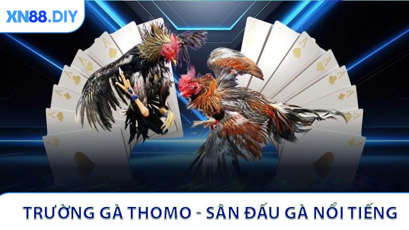Trường Gà Thomo - Sân Đấu Gà Nổi Tiếng Tại Campuchia