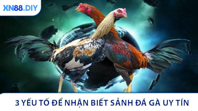 3 yếu tố để nhận biết sảnh đá gà uy tín